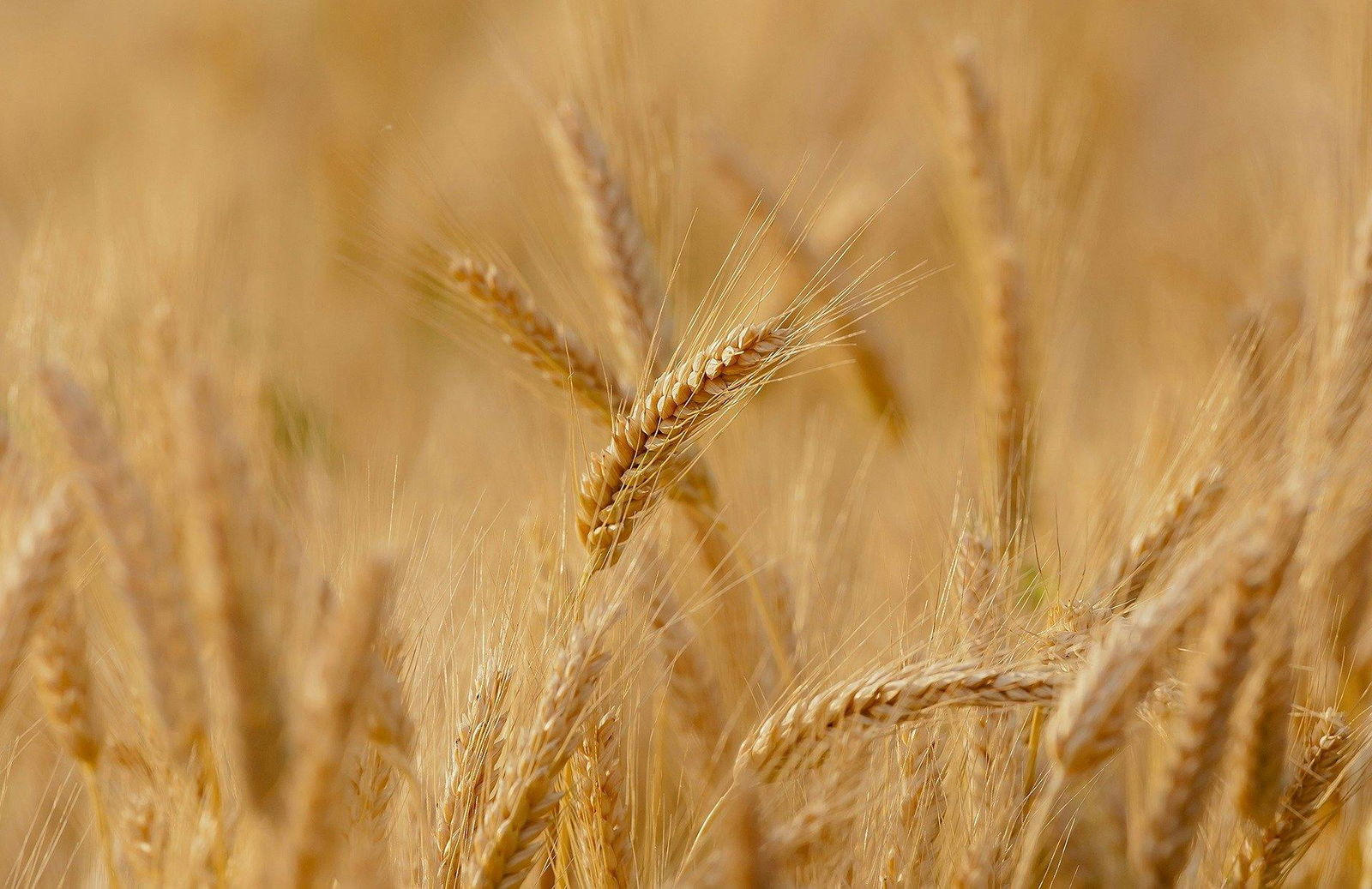 farine de blé