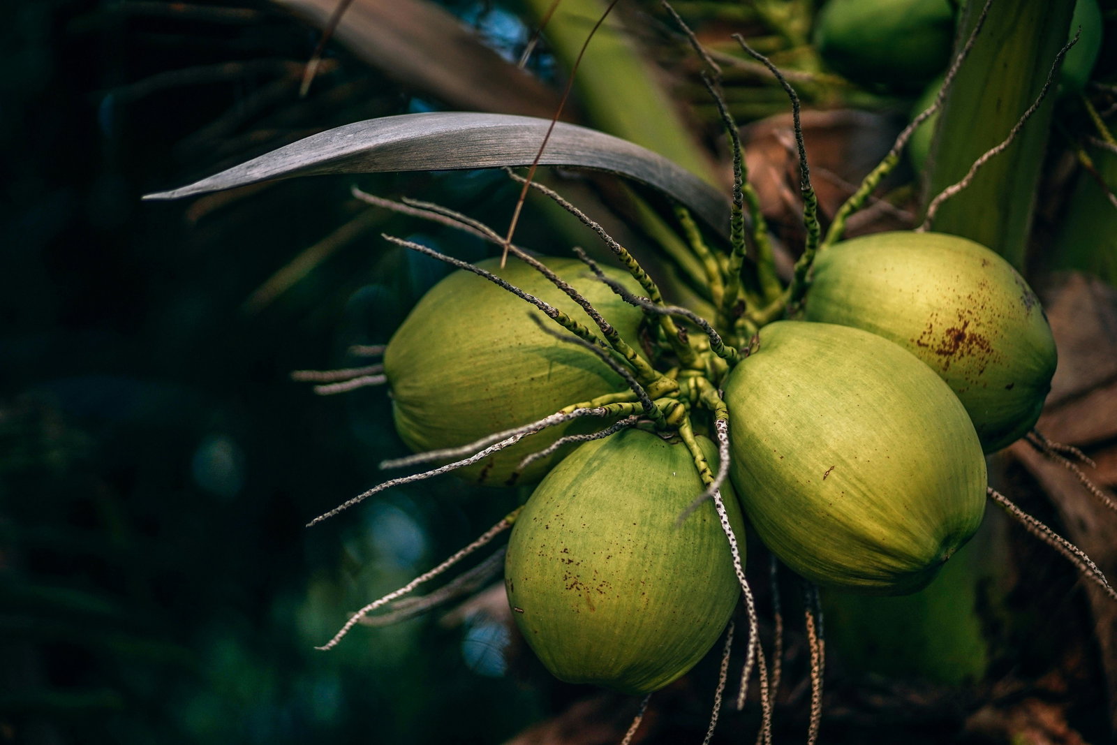 Fleur De Coco Le Puy Sainte Reparade