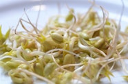 Haricot Mungo Recettes Et Cuisson Haricot Mungo Recettes Et Cuisson