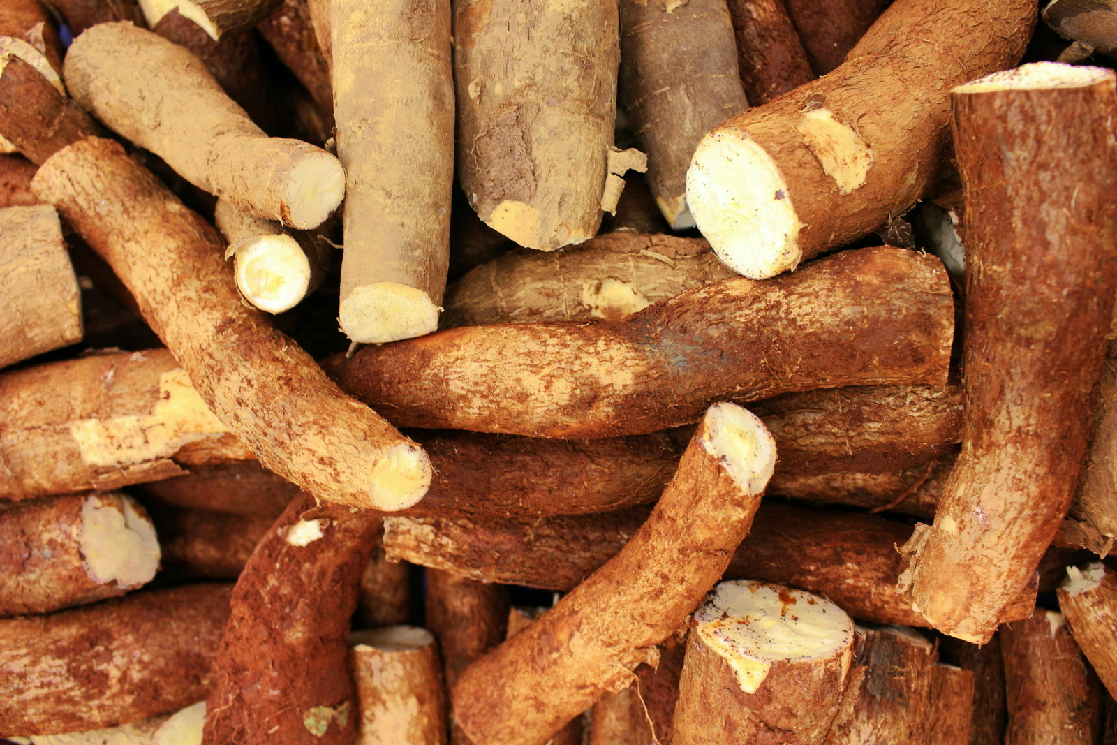 manioc-aliment-sans-gluten