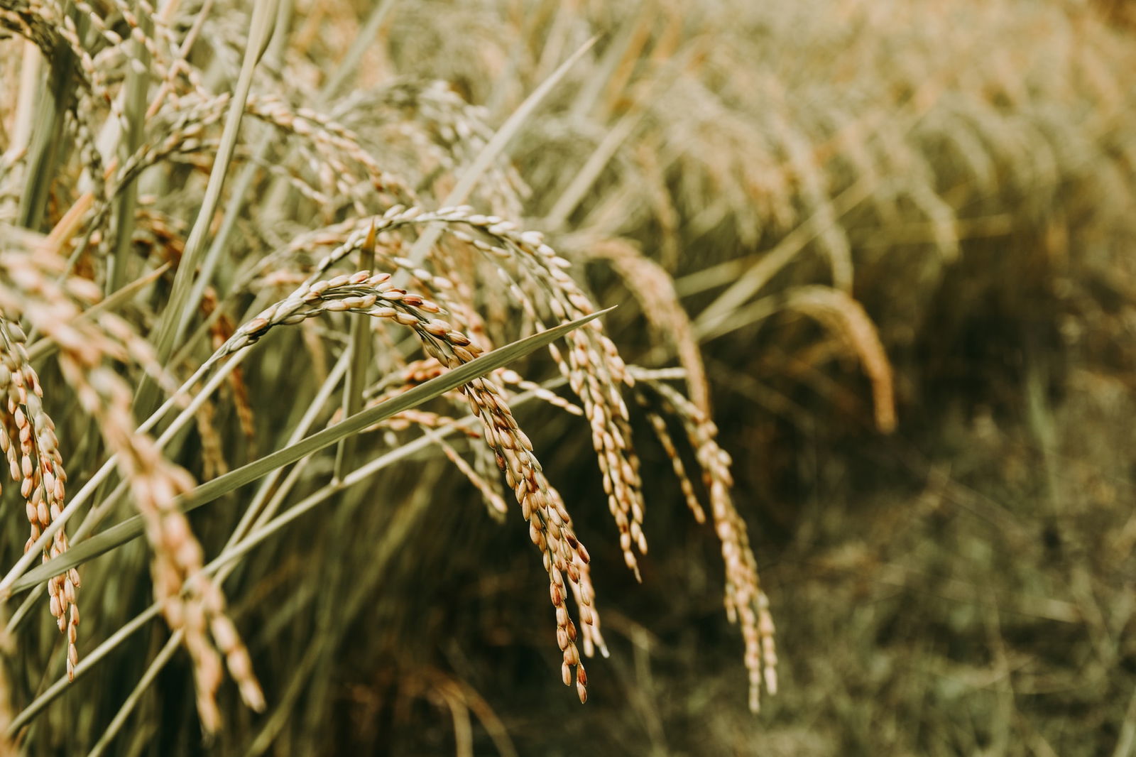 Tout savoir sur le riz cuisson et recettes pour chaque variété