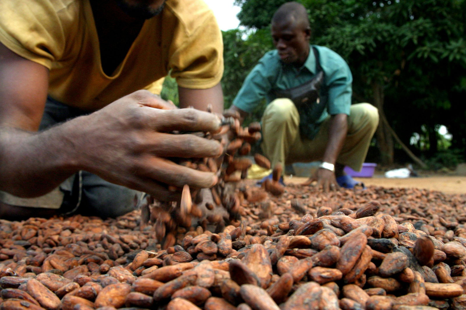 fèves de cacao bio